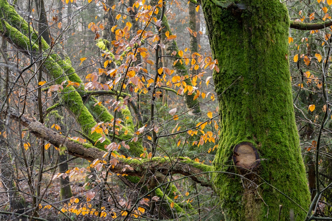 Misty British Columbia forest with ancient cedar trees